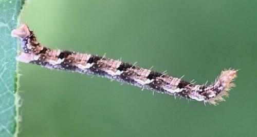 Eupithecia sp.